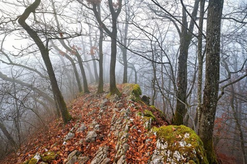 Trees surrounded by moss-covered, distinctive limestone formation, Lägerngrat, Baden, Canton