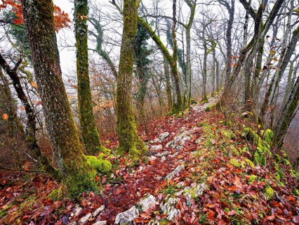 Limestone trail leads through forest covered with moss trees, Lägerngrat, Baden, Aargau Canton,
