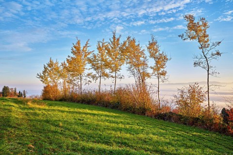 Autumn coloured birch trees (Betula pendula), above the sea of fog, Beinwil-Freiamt, Canton,