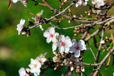 Almond blossom, blossoming branch, almond tree (Prunus dulcis), Agrigento, Sicily, Southern Italy,