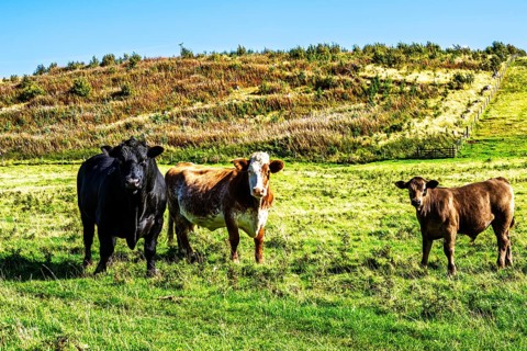 Bulls and Cows on Scottish Borders Farms, Scotland, UK