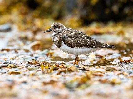 Ruddy Turnstone, Arenaria interpres, United Kingdom