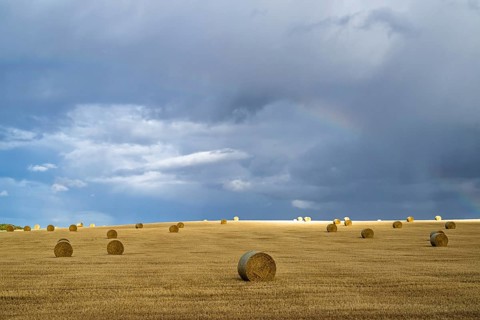 Straw bales on the Scottish fields, Southeast Scotland, UK