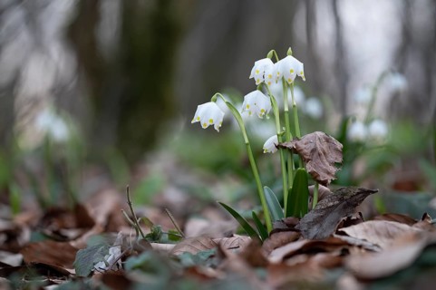 Early-flowering spring geophytes in a beech forest, Münsterland, North Rhine-Westphalia, Germany