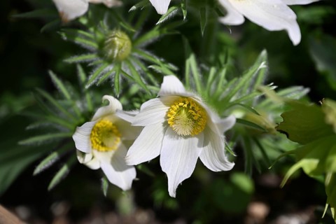 Pasque flower, Pasque flower, Pasque flower, Common pasque flower, Common pasque flower, Common