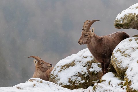A young female ibex (Capra ibex) stands between rocks in the snowstorm. A forest can be seen dimly