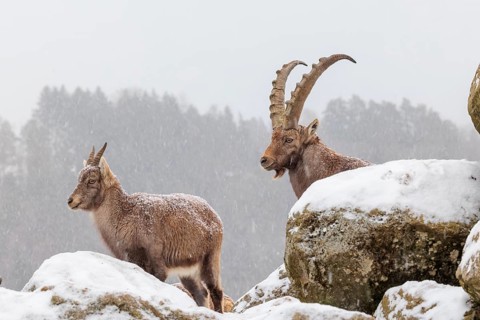 A male and a female ibex (Capra ibex) stand on a rock in the snowstorm. A forest can be seen dimly