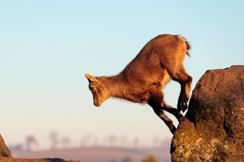 A young female ibex (Capra ibex) jumps from rock to rock. Morning light against a blue sky with