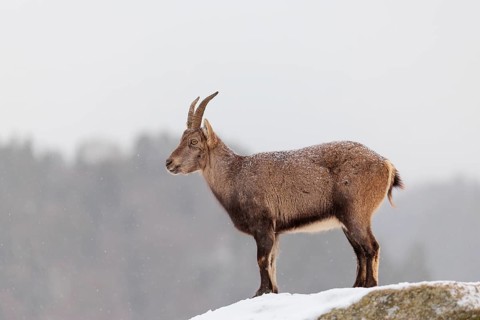 A female ibex (Capra ibex) stands on a rock in the snowstorm. A forest can be seen dimly in the
