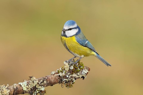 Blue tit (Parus caeruleus), sitting on a branch overgrown with moss and lichen, Wildlife, Animals,