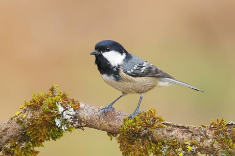 Fir tit (Periparus ater), sitting on a branch overgrown with moss and lichen, Wildlife, Animals,