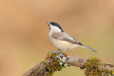 Marsh tit (Parus palustris), sitting on a branch overgrown with moss and lichen, Wildlife, Animals,