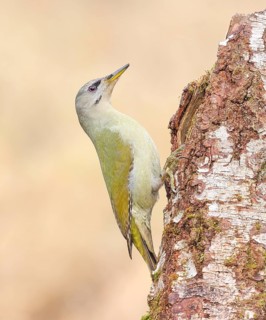 Grey-headed woodpecker (Picus canus), or lesser spotted woodpecker, female on a birch tree,