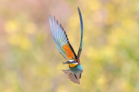 Bee-eater (Merops apiaster) approaching the breeding den.wildlife, mating, migratory bird, raptor,