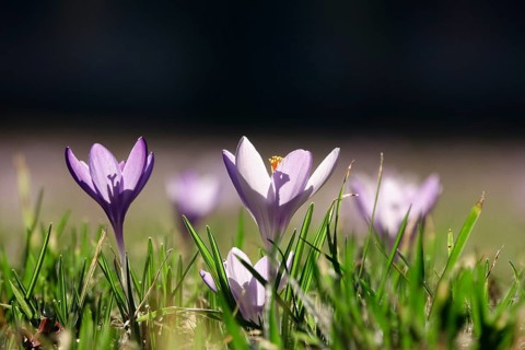 Beautiful crocus flower, early spring, Germany