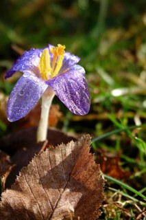 Beautiful crocus flower, early spring, Germany
