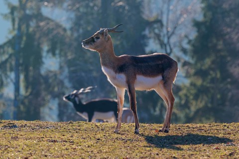A young male blackbuck (Antilope cervicapra) stands in a green meadow during light snowfall,