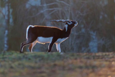 Stands in a green meadow on a sunny morning, backlit by the sun. A forest can be seen in the