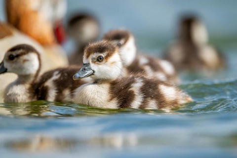 Egyptian goose (Alopochen aegyptiaca) chicks swimming on a lake, Bavaria, Germany