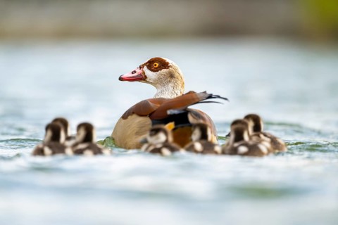 Egyptian goose (Alopochen aegyptiaca) mother with her chicks swimming on a lake, Bavaria, Germany