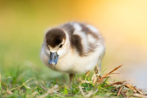 Egyptian goose (Alopochen aegyptiaca) cute chick on a meadow at the shore of a lake, Bavaria,