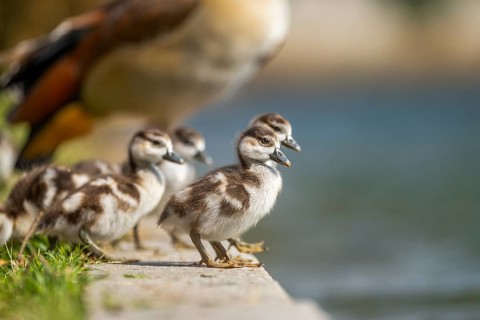Egyptian goose (Alopochen aegyptiaca) cute chicks on a meadow at the shore of a lake, Bavaria,