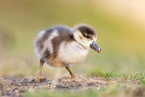 Egyptian goose (Alopochen aegyptiaca) cute chick on a meadow at the shore of a lake, Bavaria,
