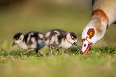 Egyptian goose (Alopochen aegyptiaca) mother with her chicks on a meadow at the shore of a lake,