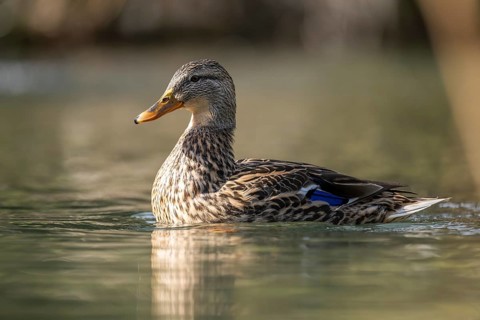 Mallard (Anas platyrhynchos) female on a lake, Bavaria, Germany
