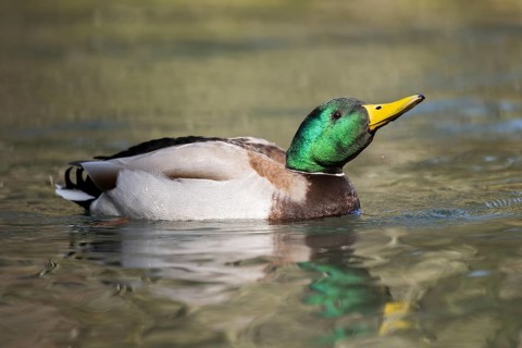 Mallard (Anas platyrhynchos) male on a lake, Bavaria, Germany