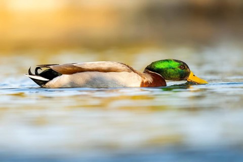 Wild duck (Anas platyrhynchos), male swimming on a lake, Bavaria, Germany Europe