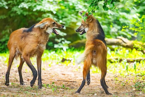 Two maned wolves (Chrysocyon brachyurus) playing with each other, arguing, Germany