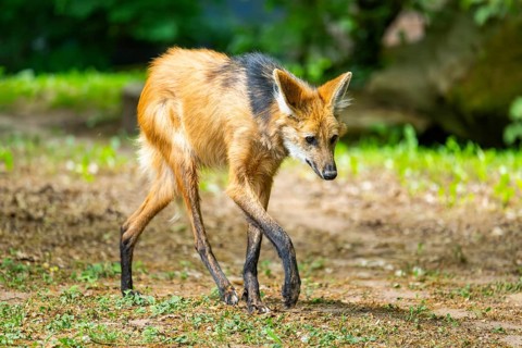 Maned wolf (Chrysocyon brachyurus) walking around, Germany