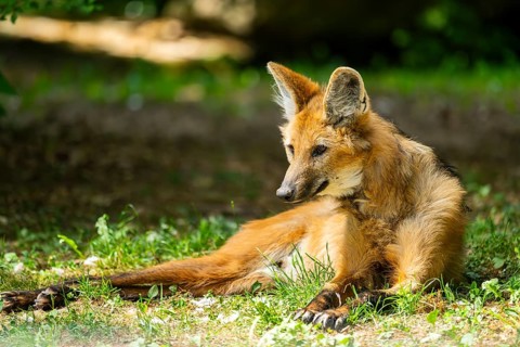 Maned wolf (Chrysocyon brachyurus) lying on the ground, Germany