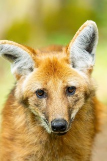 Maned wolf (Chrysocyon brachyurus), portrait, Germany