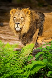 Asiatic lion (Panthera leo persica) male, portrait, captive, Germany