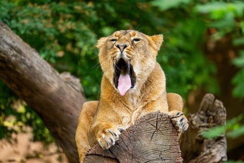 Asiatic lion (Panthera leo persica) female lying on a tree trunk, yawing, portrait, captive,