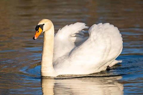 Mute swan (Cygnus olor) swimming on a lake, Bavaria, Germany