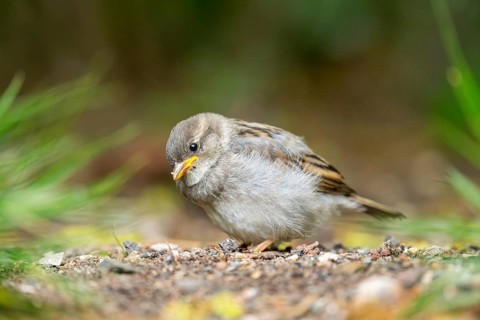 House sparrow (Passer domesticus) youngster sitting on the ground, Bavaria, Germany