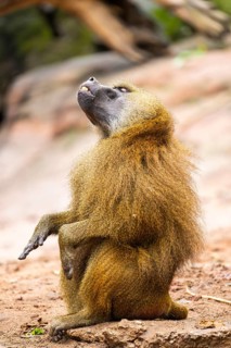 Guinea baboons (Papio papio) sitting on the ground, monkey, captive, Germany