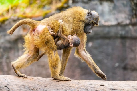 Guinea baboon (Papio papio) mother with her youngster walking, monkey, captive, Germany