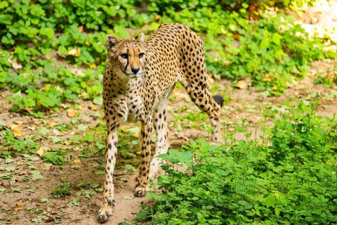 Cheetah (Acinonyx jubatus) walking around on the ground, Germany