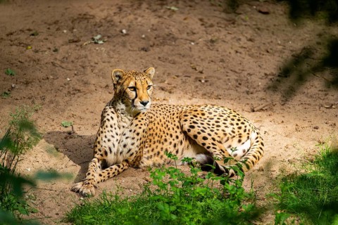 Cheetah (Acinonyx jubatus) lying on the ground, Germany