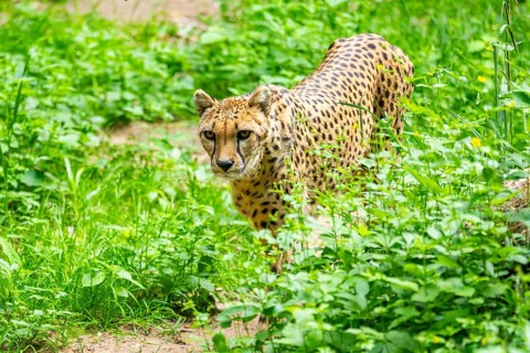 Cheetah (Acinonyx jubatus) walking around on the ground, Germany