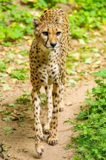 Cheetah (Acinonyx jubatus) walking around on the ground, Germany