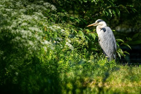 Grey heron (Ardea cinerea) standing on the grass at the shore of a lake, wildlife, Bavaria, Germany