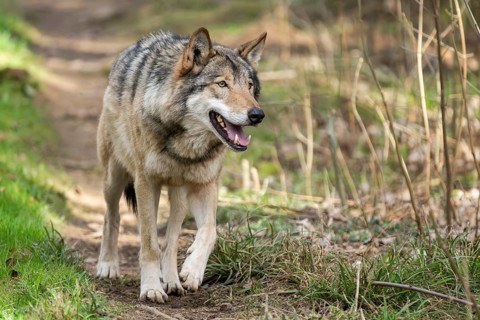 Eurasian wolf (Canis lupus lupus) standing in a forest, Bavaria, Germany