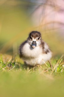 Egyptian goose (Alopochen aegyptiaca) cute chick on a meadow at the shore of a lake, Bavaria,