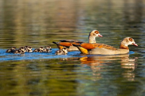 Egyptian goose (Alopochen aegyptiaca) mother with her chicks swimming on a lake, Bavaria, Germany