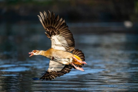 Flying Egyptian goose (Alopochen aegyptiaca) starting from a lake, invasive species, Bavaria,